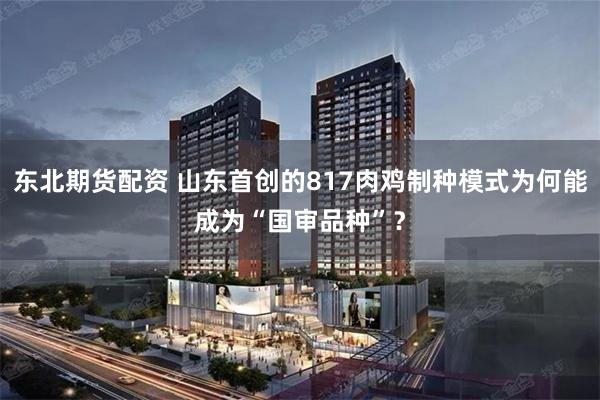 东北期货配资 山东首创的817肉鸡制种模式为何能成为“国审品种”?